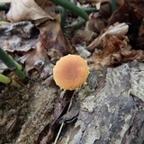 Pholiota subsulphurea image