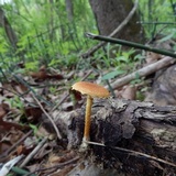 Pholiota subsulphurea image