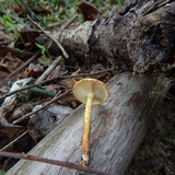 Pholiota subsulphurea image