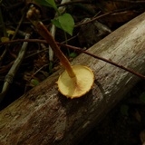Pholiota subsulphurea image