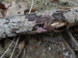 Panus conchatus image