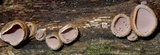 Auricularia nigricans image