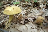 Boletus vermiculosoides image