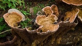 Stiptophyllum erubescens image