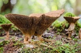 Stiptophyllum erubescens image