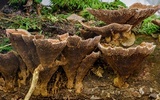 Stiptophyllum erubescens image