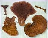 Stiptophyllum erubescens image