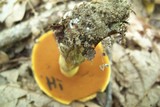 Boletus vermiculosoides image