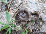 Helvella leucomelaena image