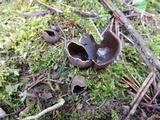 Helvella leucomelaena image