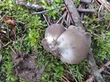 Helvella leucomelaena image