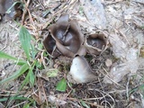 Helvella leucomelaena image