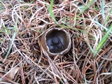 Helvella leucomelaena image