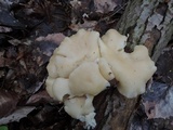 Pleurotus populinus image