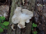 Pleurotus populinus image