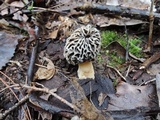 Morchella prava image