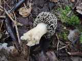 Morchella prava image
