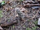 Morchella prava image