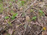 Morchella ulmaria image
