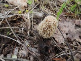 Morchella ulmaria image