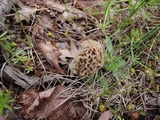 Morchella ulmaria image
