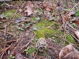 Morchella americana image