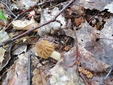 Morchella punctipes image