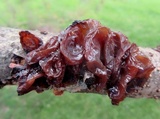 Exidia recisa image