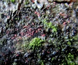 Marchandiomyces corallinus image