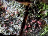 Marchandiomyces corallinus image