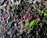 Marchandiomyces corallinus image