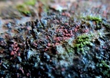 Marchandiomyces corallinus image