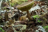 Boletellus chrysenteroides image