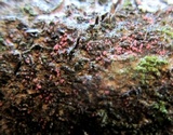 Marchandiomyces corallinus image