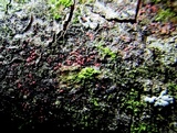 Marchandiomyces corallinus image