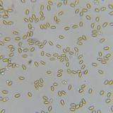 Pholiota subsulphurea image