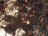 Propolis leonis image