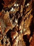 Propolis leonis image