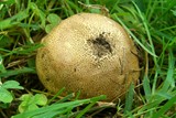 Scleroderma areolatum image