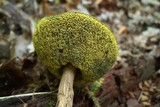 Boletellus chrysenteroides image