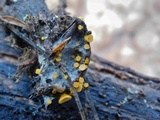 Arachnopeziza aurelia image