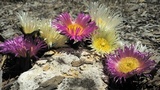 Fuligo septica image
