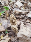 Morchella diminutiva image