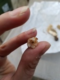 Morchella diminutiva image