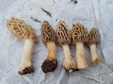 Morchella diminutiva image