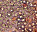 Entoloma coloradense image
