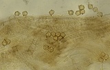 Entoloma coloradense image