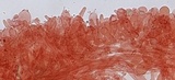 Entoloma coloradense image