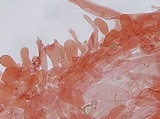 Entoloma coloradense image