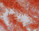 Entoloma coloradense image